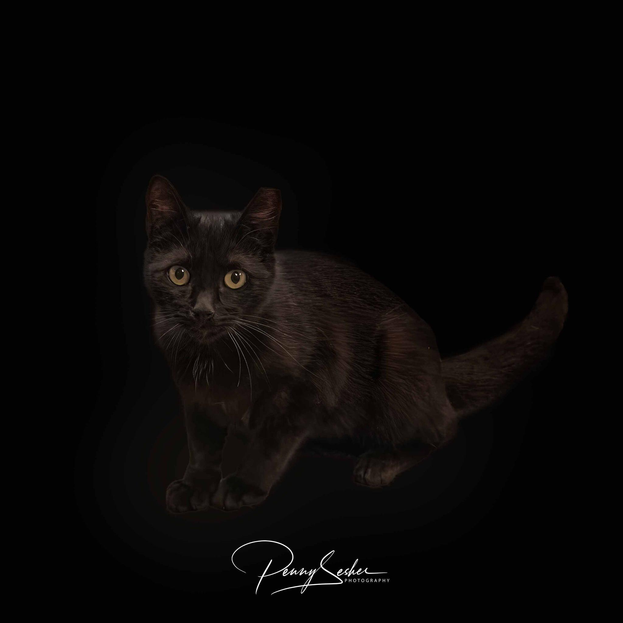 Enlarge Sade, a Adoptable Domestic Short Hair in Belton, MO image 3/6