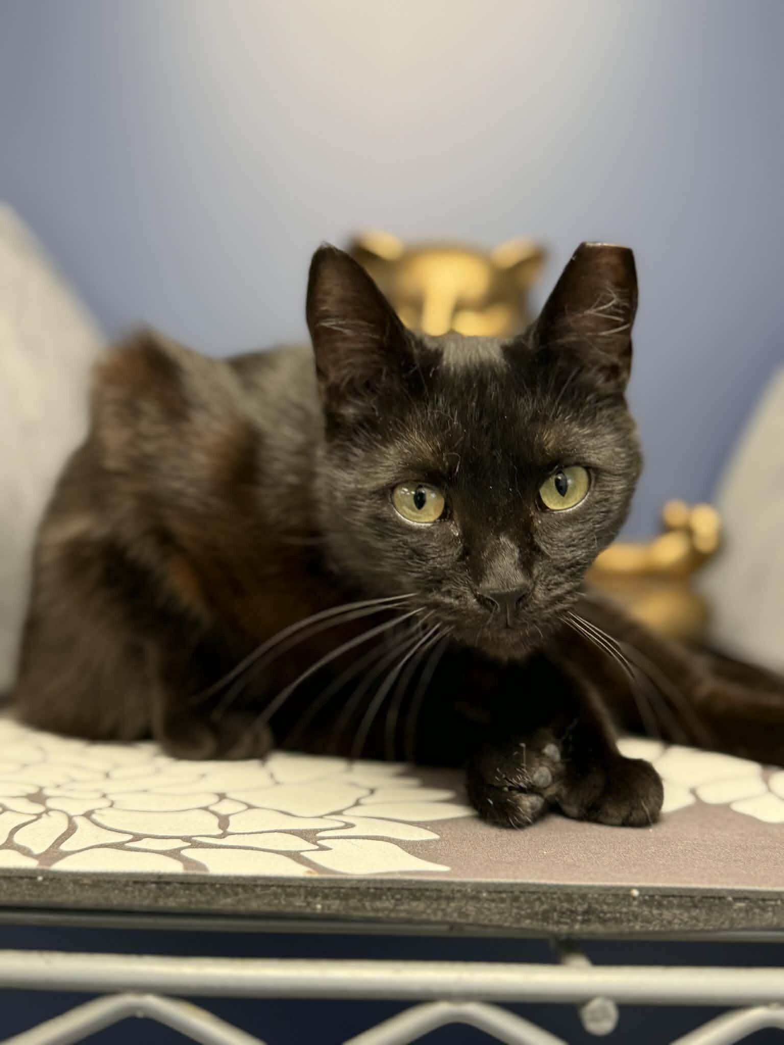 Enlarge Sade, a Adoptable Domestic Short Hair in Belton, MO image 4/6