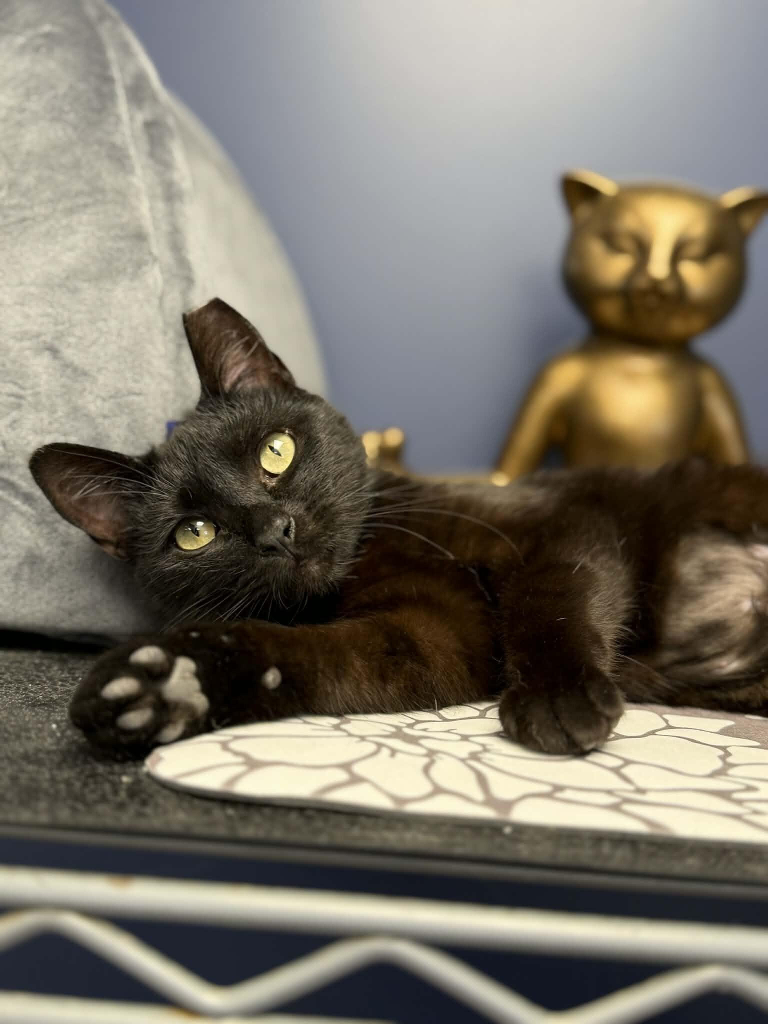 Enlarge Sade, a Adoptable Domestic Short Hair in Belton, MO image 5/6