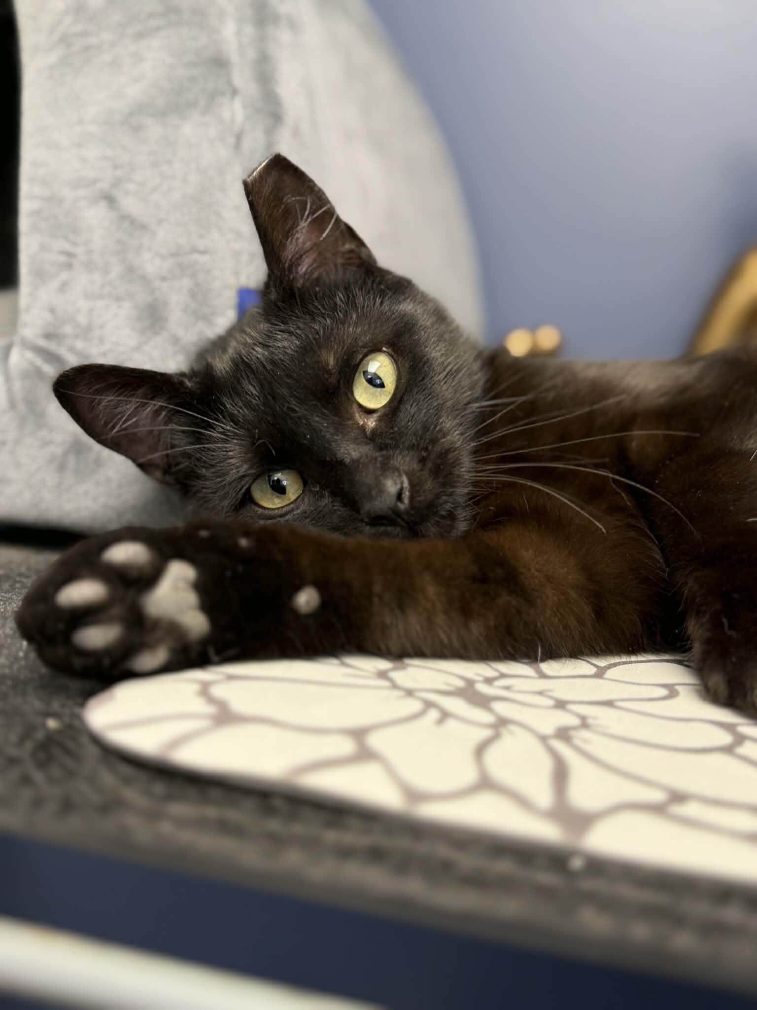 Enlarge Sade, a Adoptable Domestic Short Hair in Belton, MO image 6/6