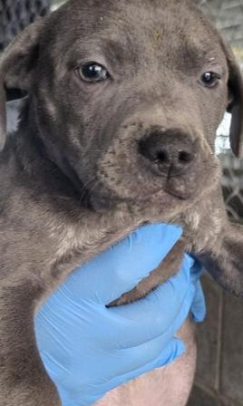 Enlarge BLUEY, a Adoptable mixed breed in Stockton, CA image 2/2