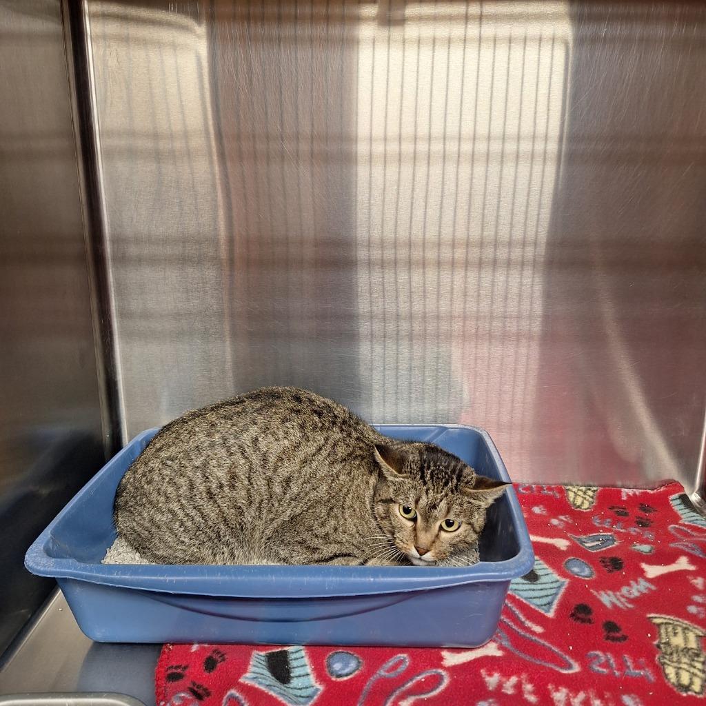 Enlarge Ginger, a Adoptable mixed breed in Gautier, MS image 1/2