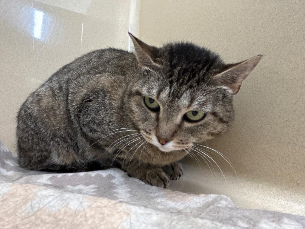 Enlarge Ginger, a Adoptable mixed breed in Gautier, MS image 2/2