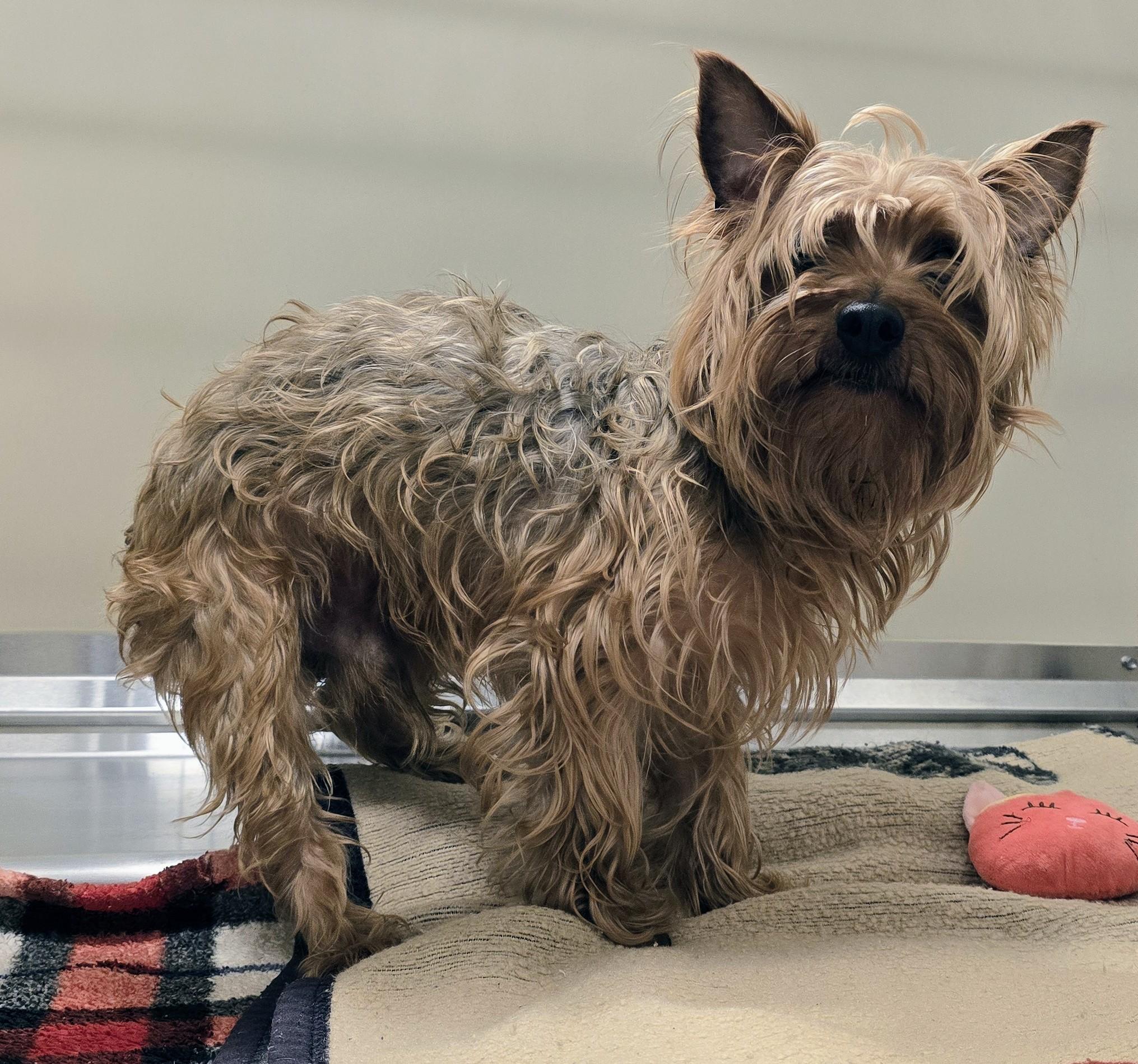 26-136 Chester, adopted, Adult Male Yorkshire Terrier.