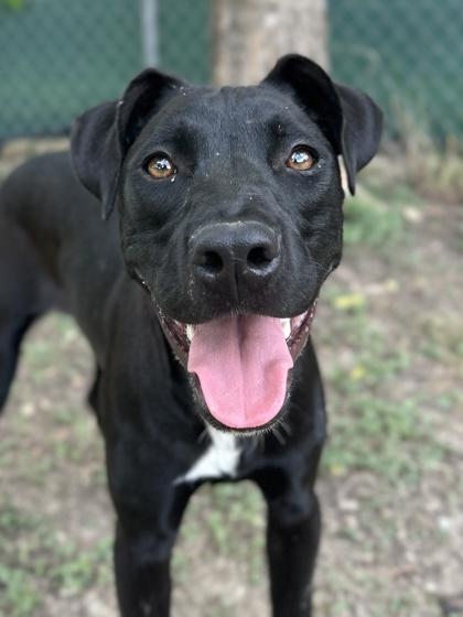 Tetra — thumbnail 2