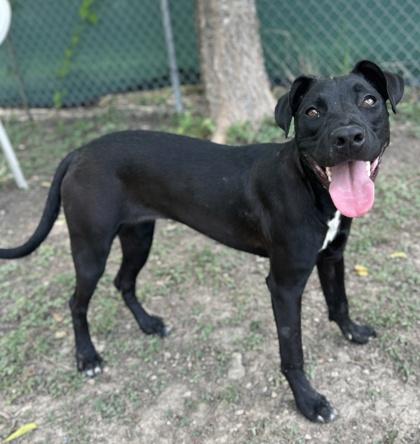 Tetra — thumbnail 3