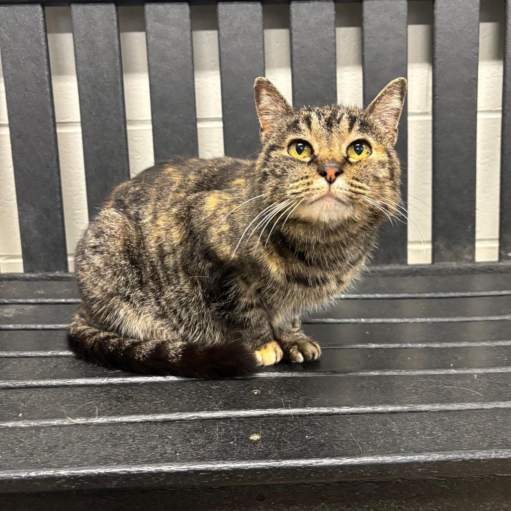 Norma Jean, Adoptable, Senior Female Domestic Short Hair.