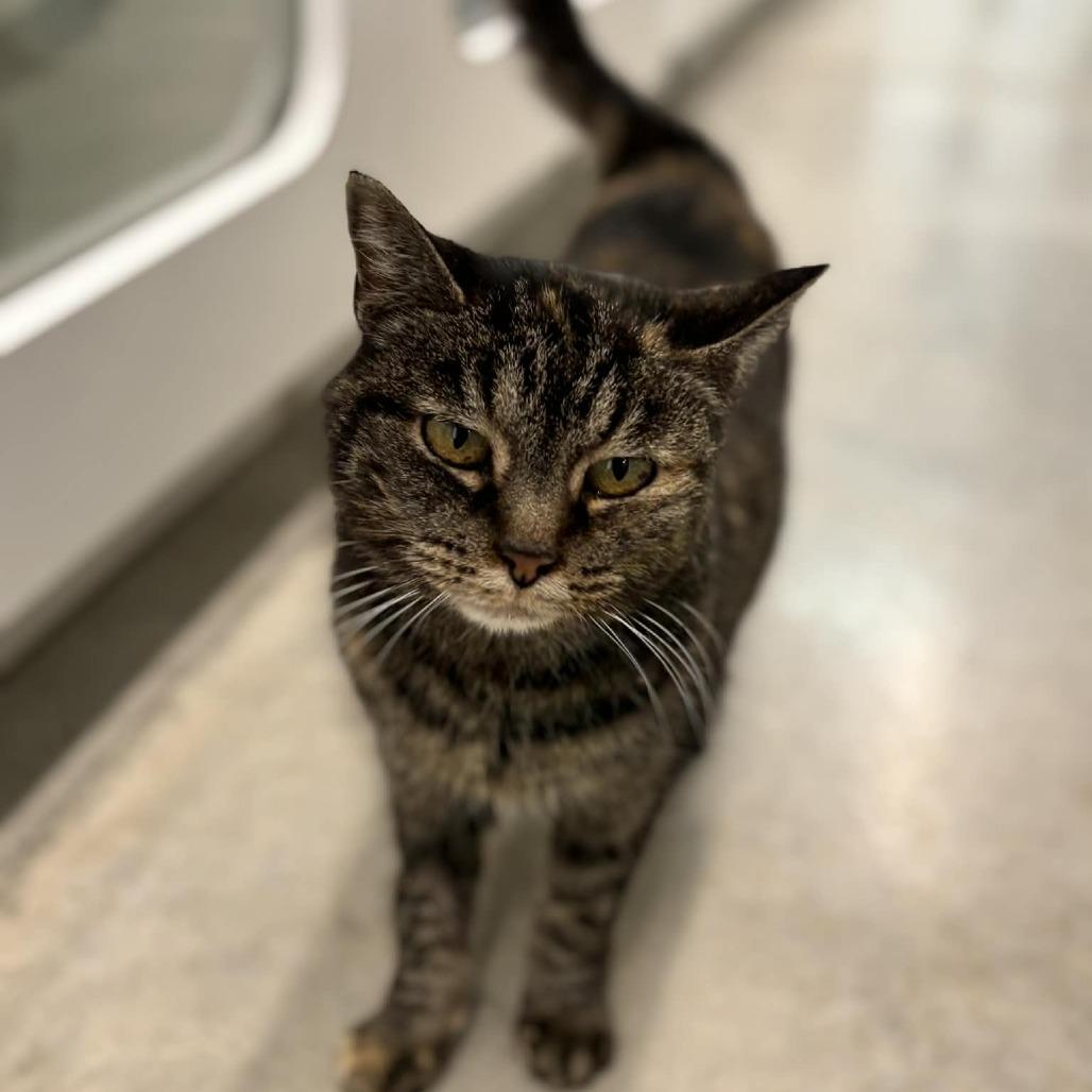 Norma Jean, Adoptable, Senior Female Domestic Short Hair.