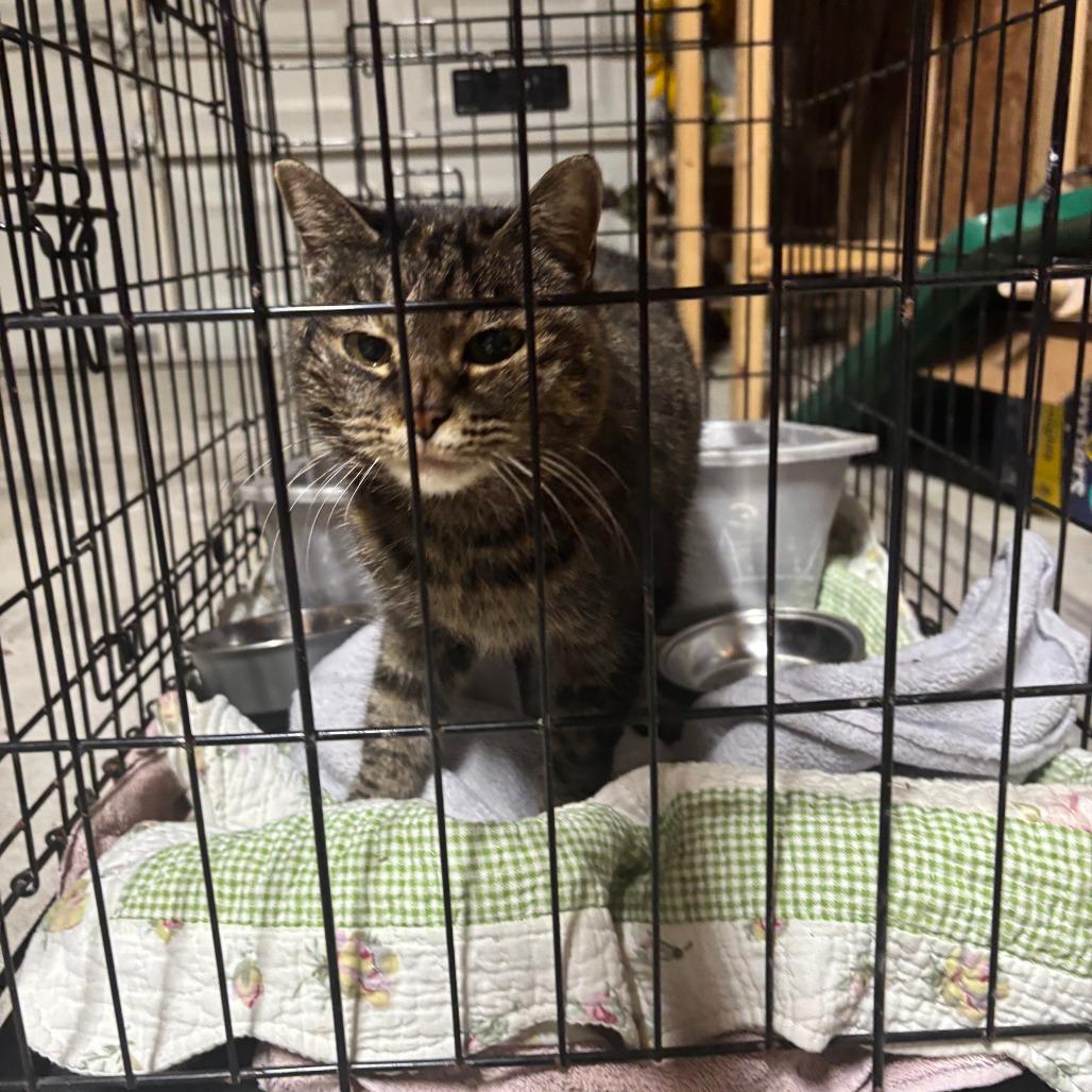 Enlarge Norma Jean, a Adoptable Domestic Short Hair in Jasper, IN image 2/2