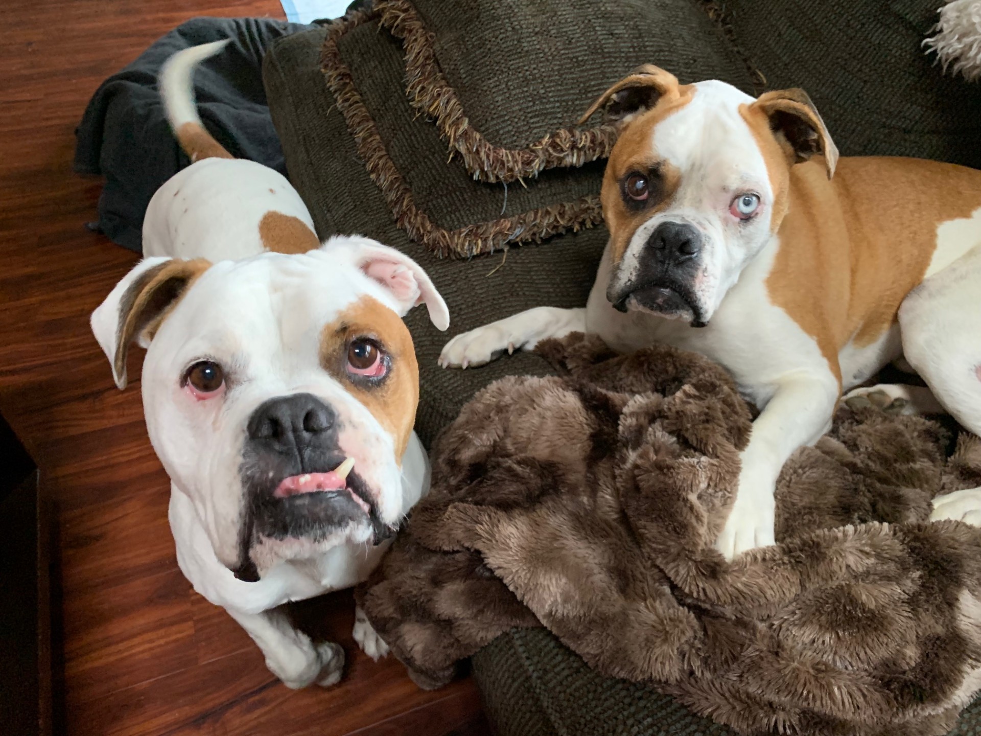 Enlarge Adonis & Titan (OH) bonded pair, a Adoptable mixed breed in Westerville, OH image 1/3