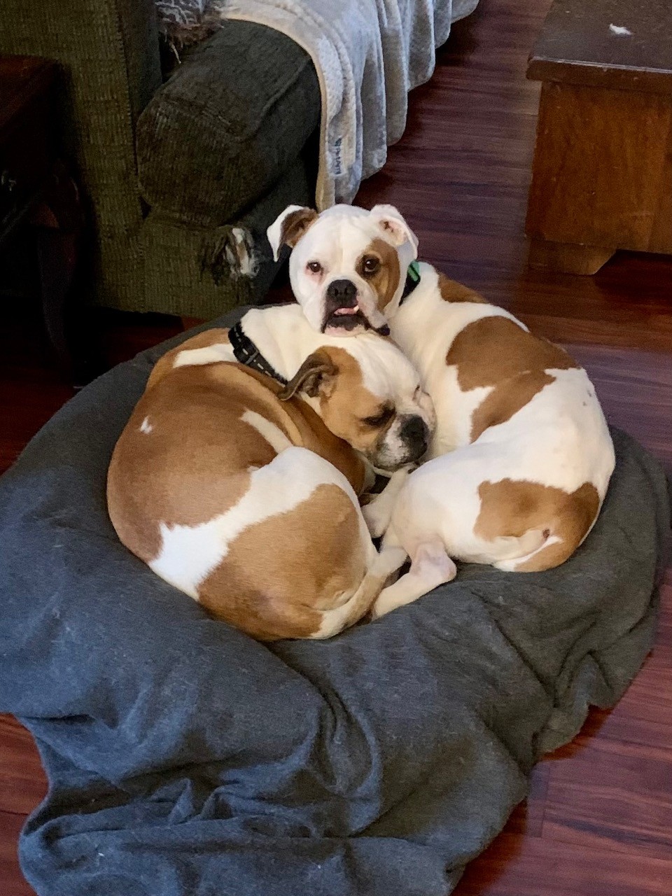 Enlarge Adonis & Titan (OH) bonded pair, a Adoptable mixed breed in Westerville, OH image 2/3