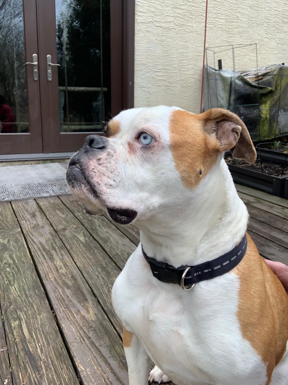 Enlarge Adonis & Titan (OH) bonded pair, a Adoptable mixed breed in Westerville, OH image 3/3