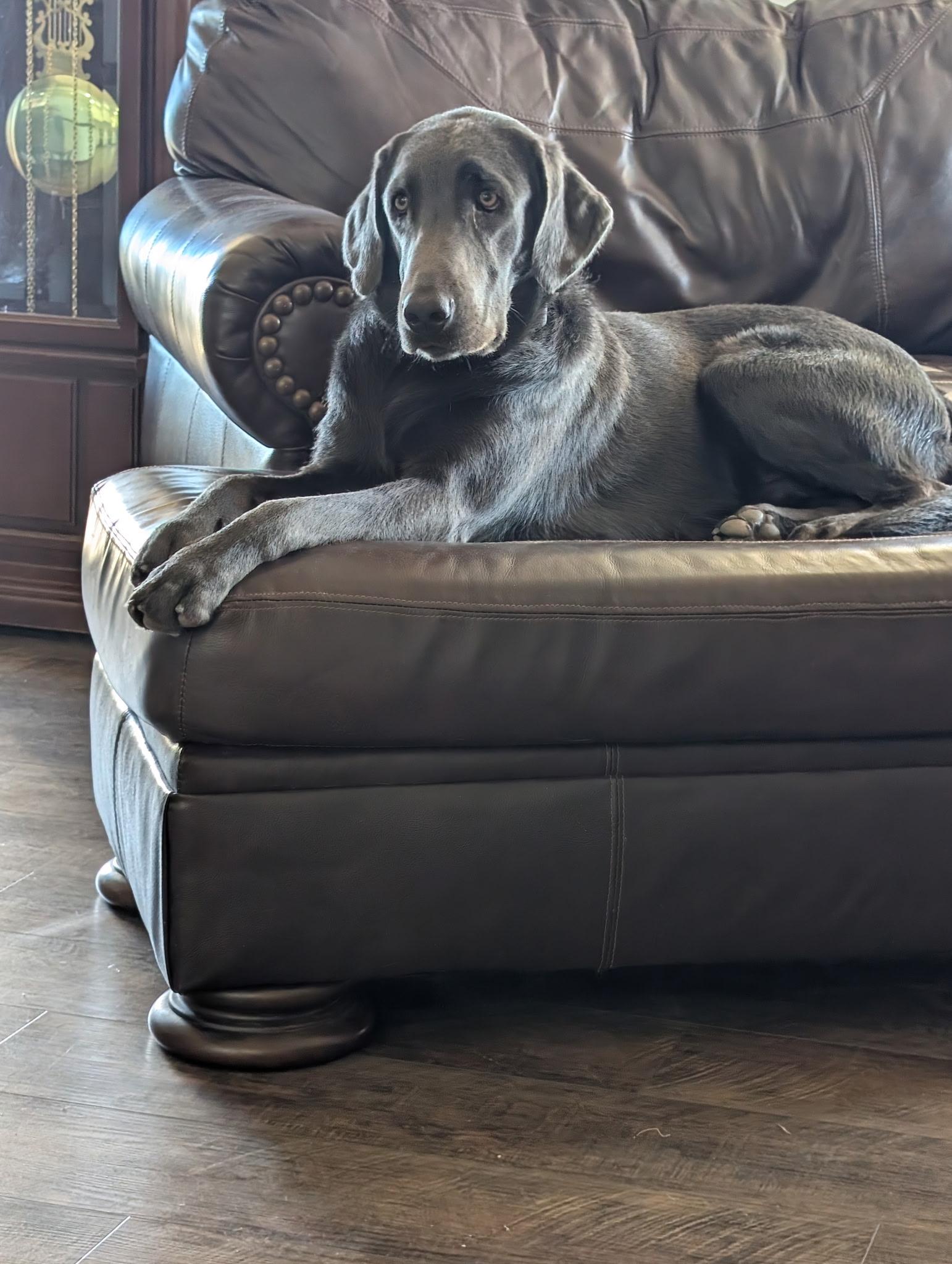 Enlarge Blue, a Adoptable Labrador Retriever in Kings Mountain, NC image 3/4