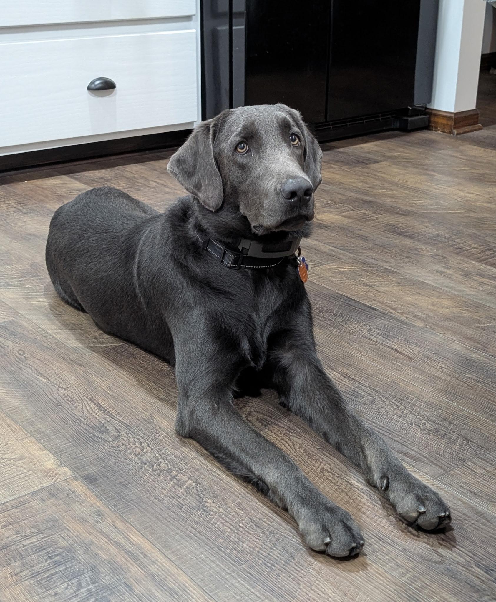 Enlarge Blue, a Adoptable Labrador Retriever in Kings Mountain, NC image 4/4