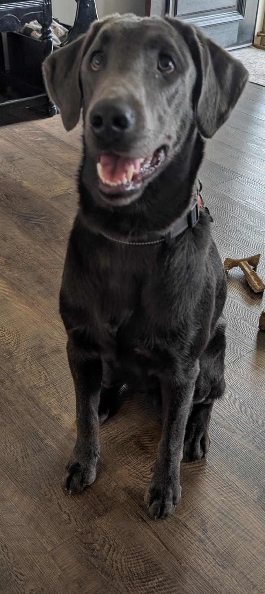 Enlarge Blue, a Adoptable Labrador Retriever in Kings Mountain, NC image 2/4