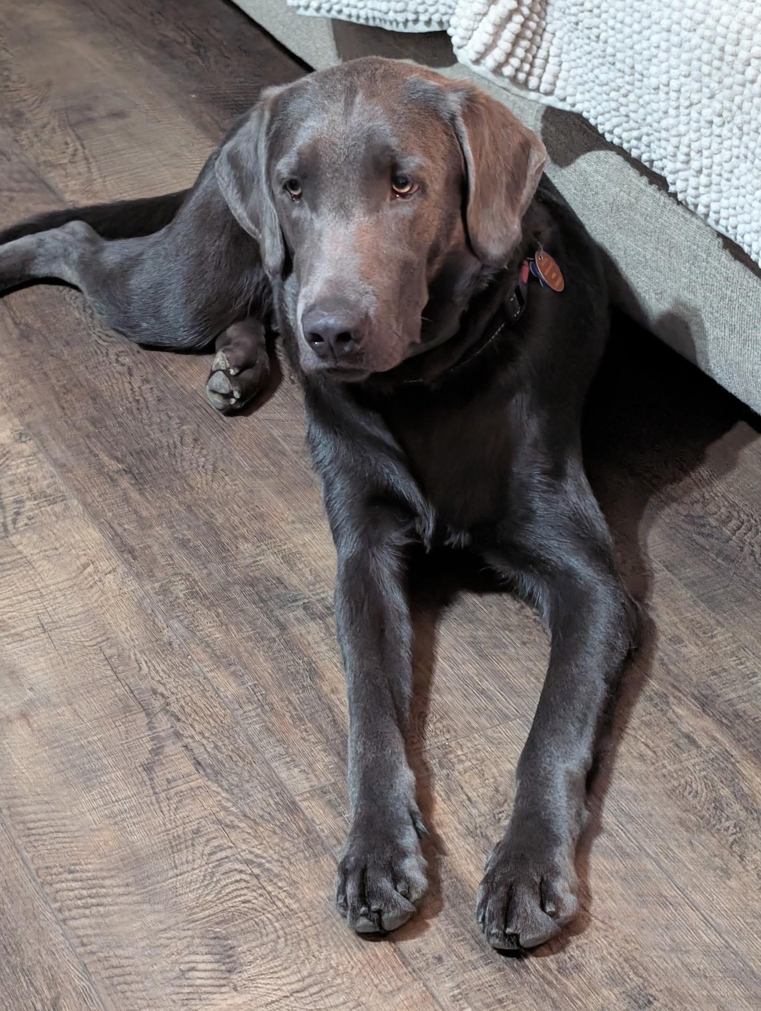 Enlarge Blue, a Adoptable Labrador Retriever in Kings Mountain, NC image 1/4