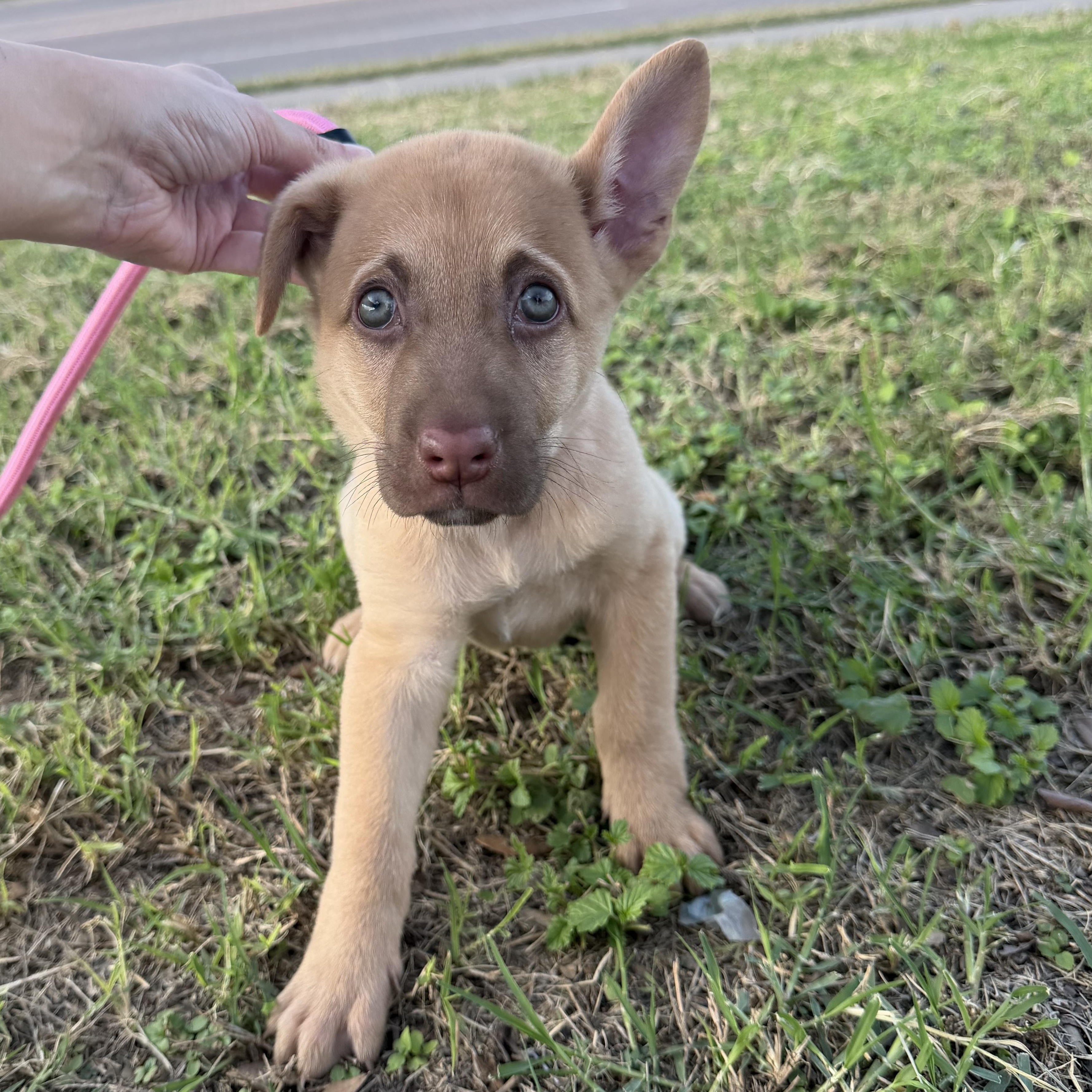 Enlarge Sheba, a Adoptable mixed breed in Philadelphia, PA image 3/5