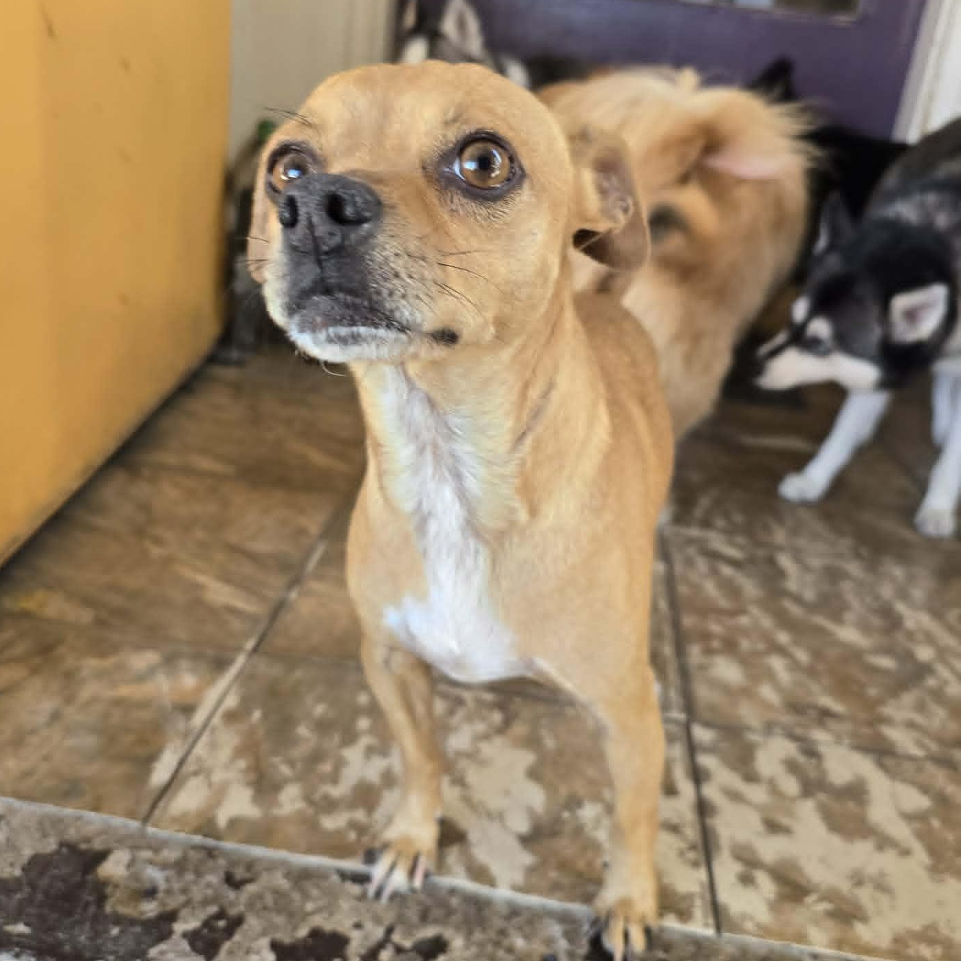 PEANUT aka Teacup, ADOPTABLE, Adult Male Chihuahua.