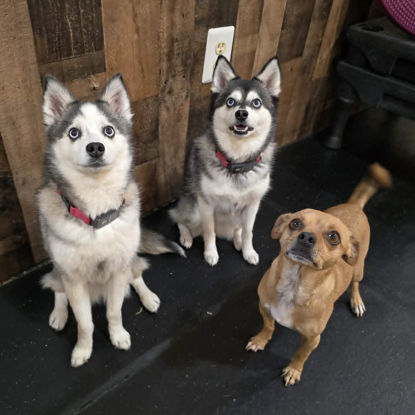 Enlarge PEANUT aka Teacup, a ADOPTABLE Chihuahua in Marana, AZ image 3/3