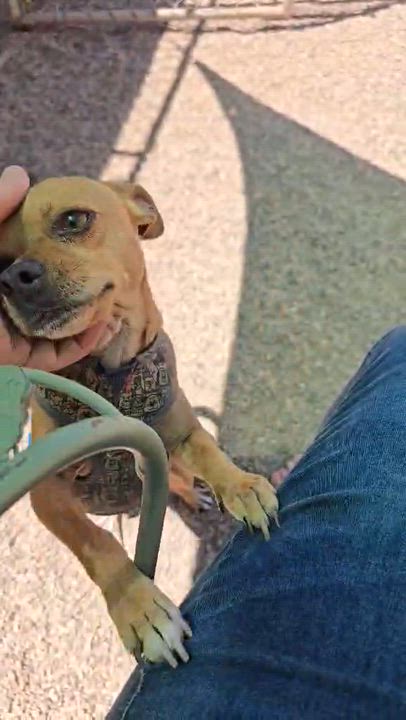 Enlarge PEANUT aka Teacup, a ADOPTABLE Chihuahua in Marana, AZ video 2/3