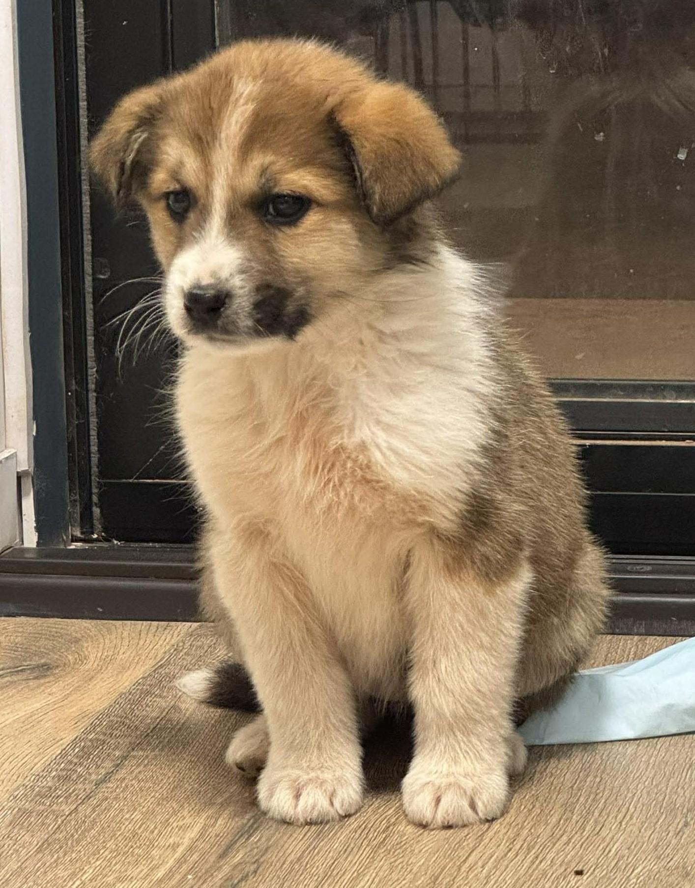 Enlarge Moriah , a ADOPTABLE mixed breed in Kiowa, OK image 3/6