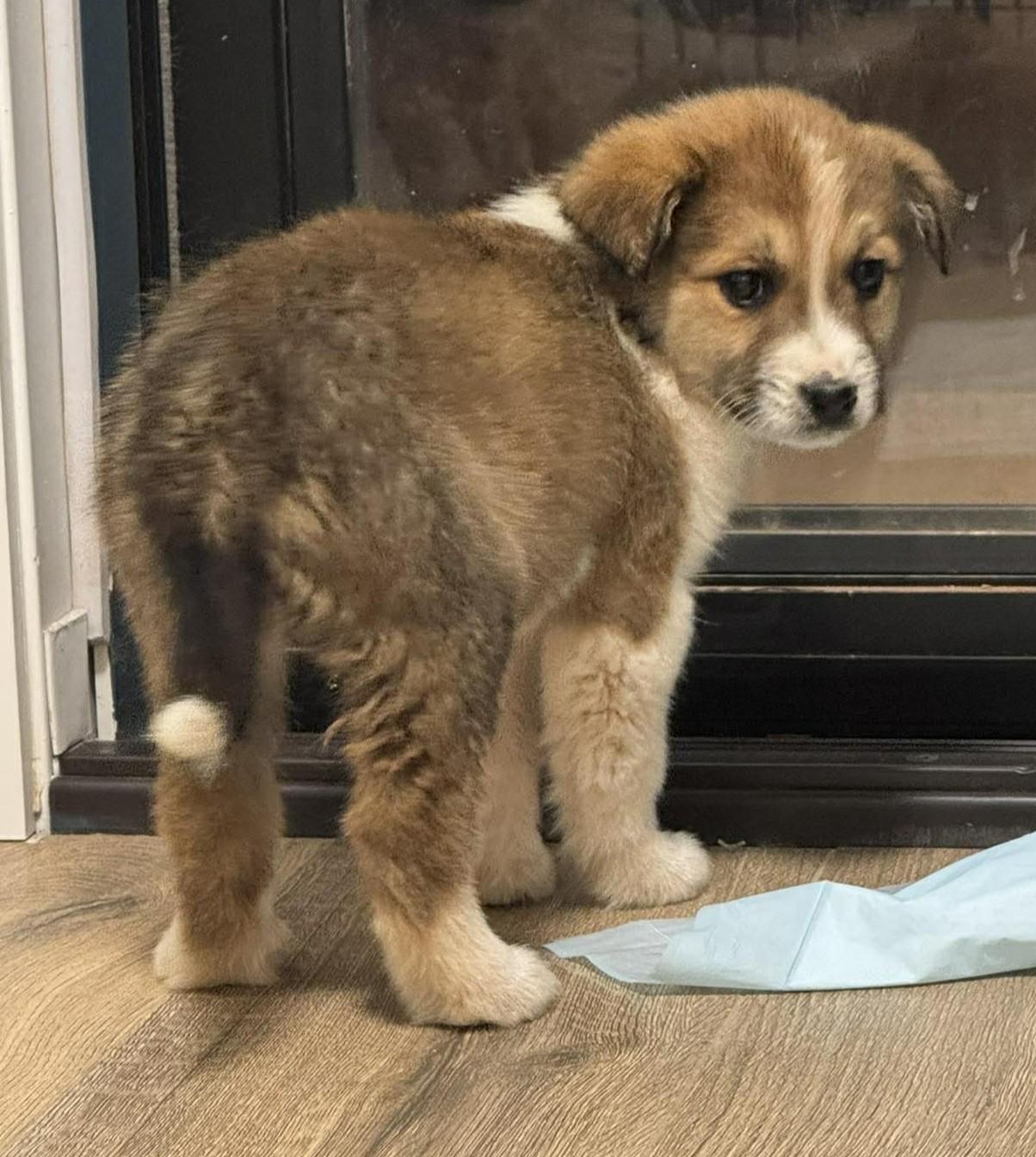 Enlarge Moriah , a ADOPTABLE mixed breed in Kiowa, OK image 2/6