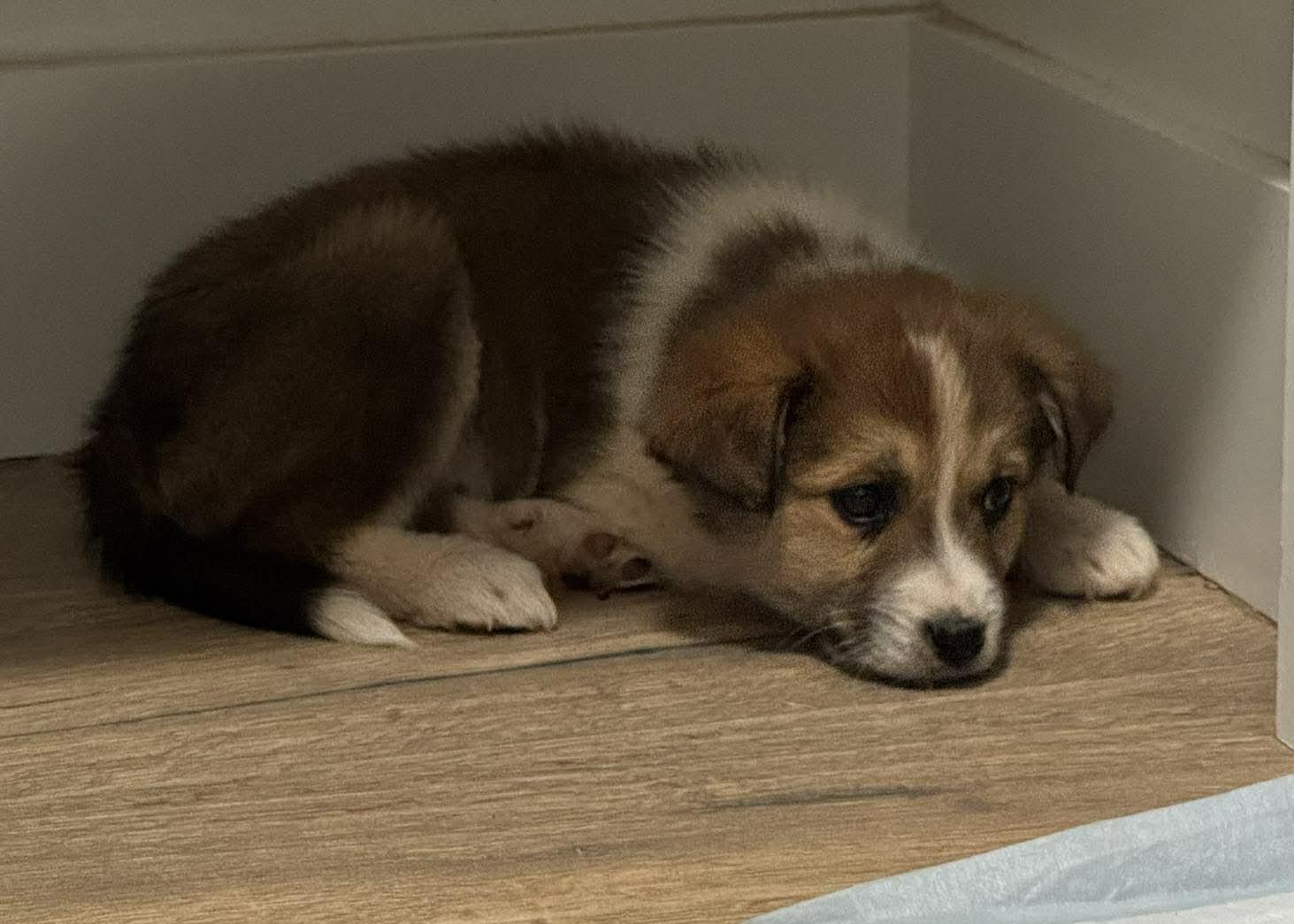 Enlarge Moriah , a ADOPTABLE mixed breed in Kiowa, OK image 5/6