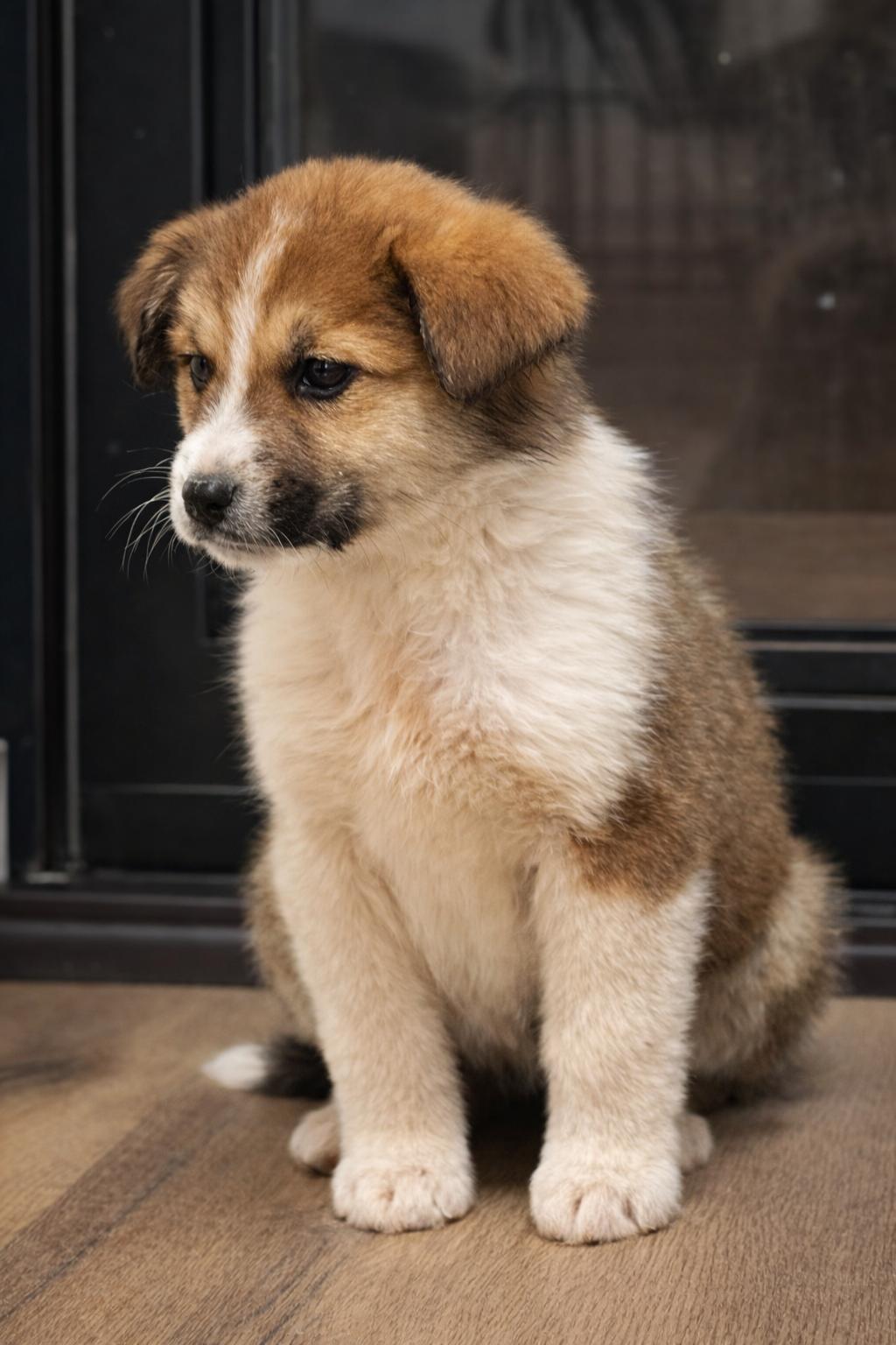 Enlarge Moriah , a ADOPTABLE mixed breed in Kiowa, OK image 6/6