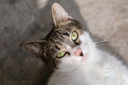 Enlarge Panini, a Adoptable Domestic Short Hair in Dothan, AL image 2/2