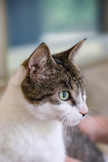 Enlarge Panini, a Adoptable Domestic Short Hair in Dothan, AL image 2/2