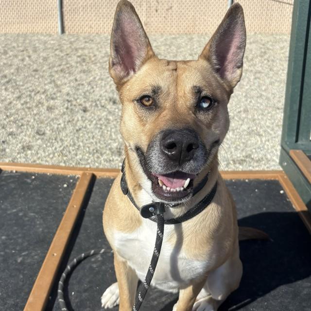 VELMA, Adoptable, Adult Female Australian Shepherd & Mixed Breed.