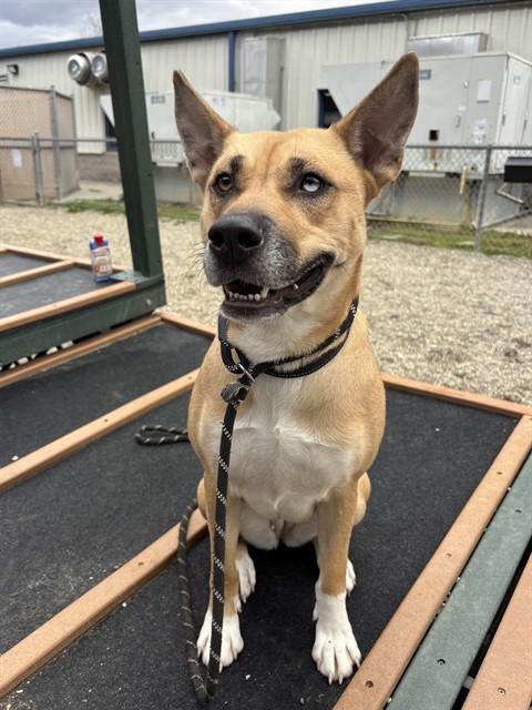 Enlarge VELMA, a Adoptable mixed breed in Lincolnton, NC image 1/1