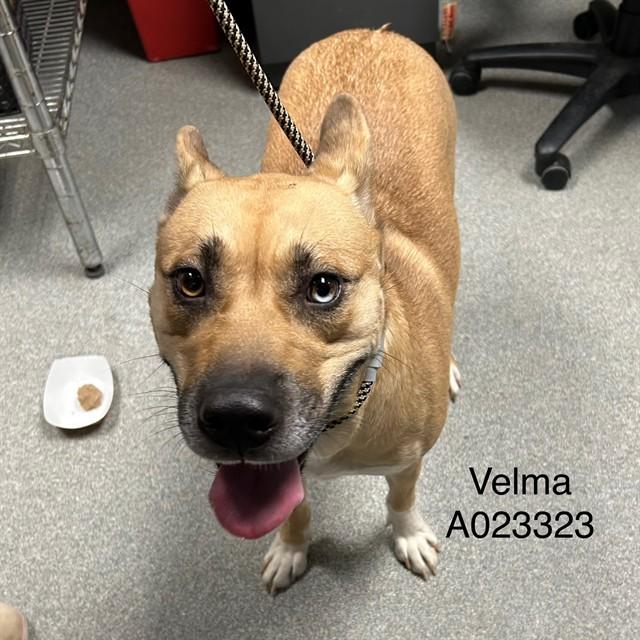 Enlarge VELMA, a Adoptable mixed breed in Lincolnton, NC image 1/1