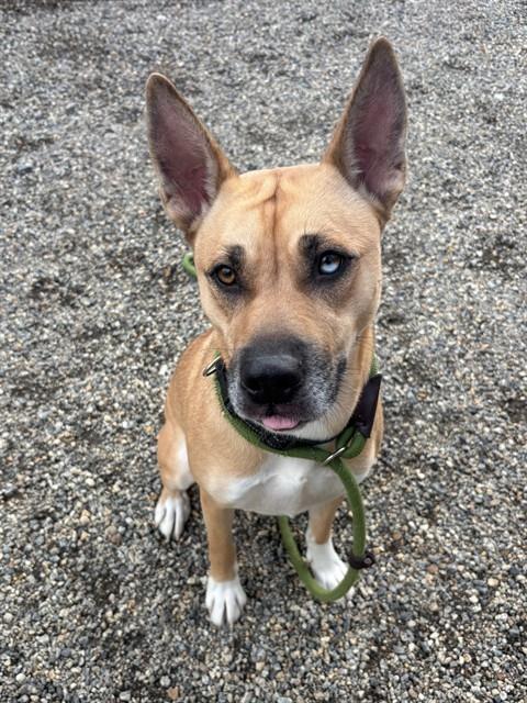 VELMA, Adoptable, Adult Female Australian Shepherd & Mixed Breed.