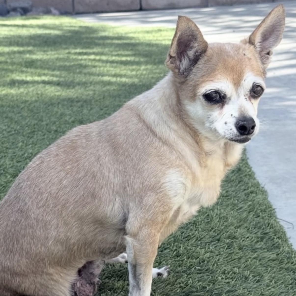 Enlarge Opal, a ADOPTABLE Chihuahua in Westlake Village, CA image 6/6