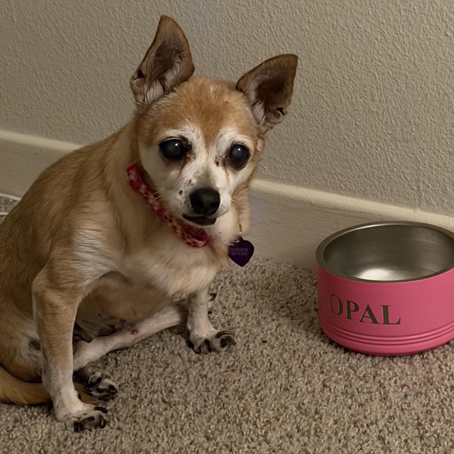 Enlarge Opal, a ADOPTABLE Chihuahua in Westlake Village, CA image 5/6