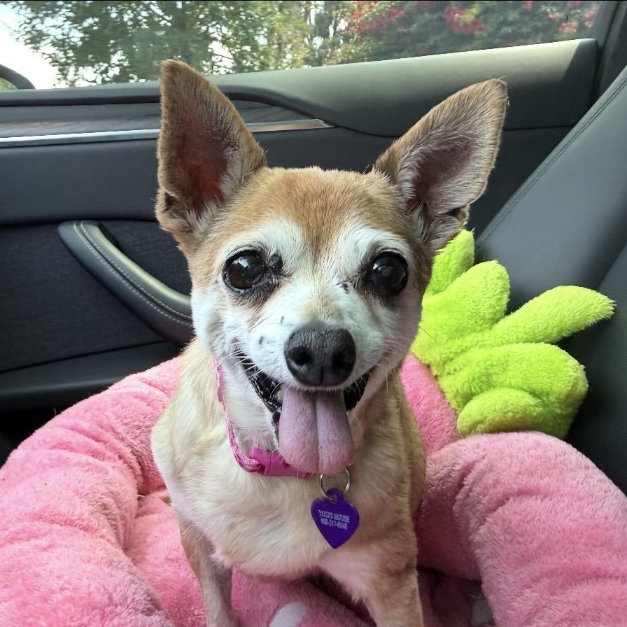 Opal, ADOPTABLE, Senior Female Chihuahua.