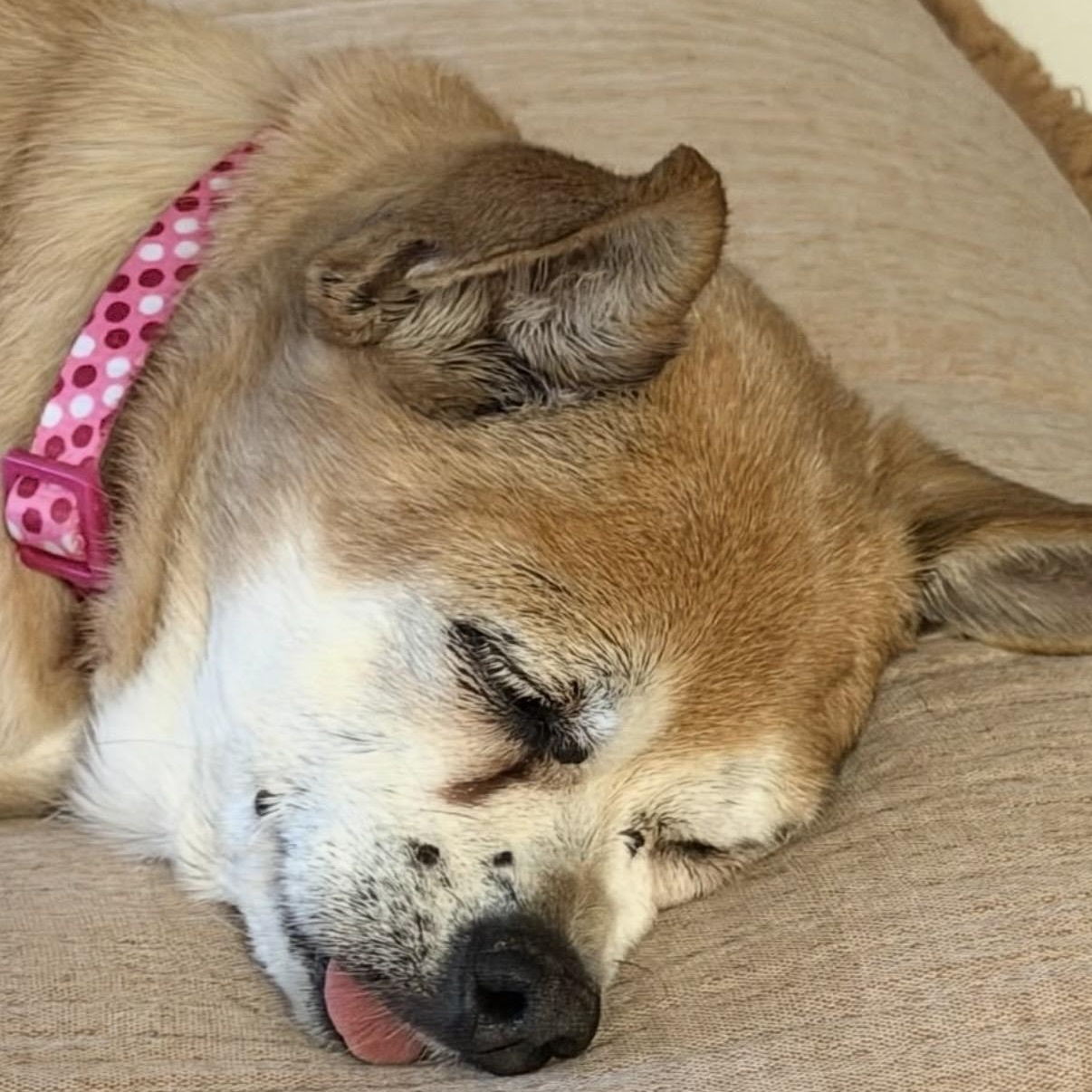 Enlarge Opal, a ADOPTABLE Chihuahua in Westlake Village, CA image 4/6