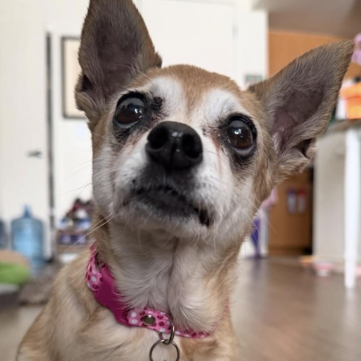 Enlarge Opal, a ADOPTABLE Chihuahua in Westlake Village, CA image 2/6