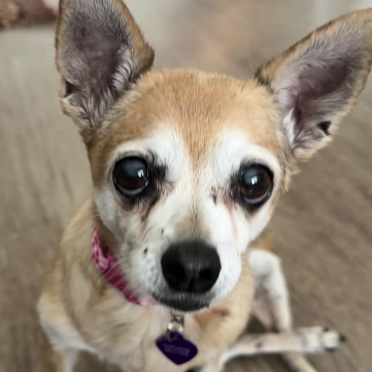Enlarge Opal, a ADOPTABLE Chihuahua in Westlake Village, CA image 3/6