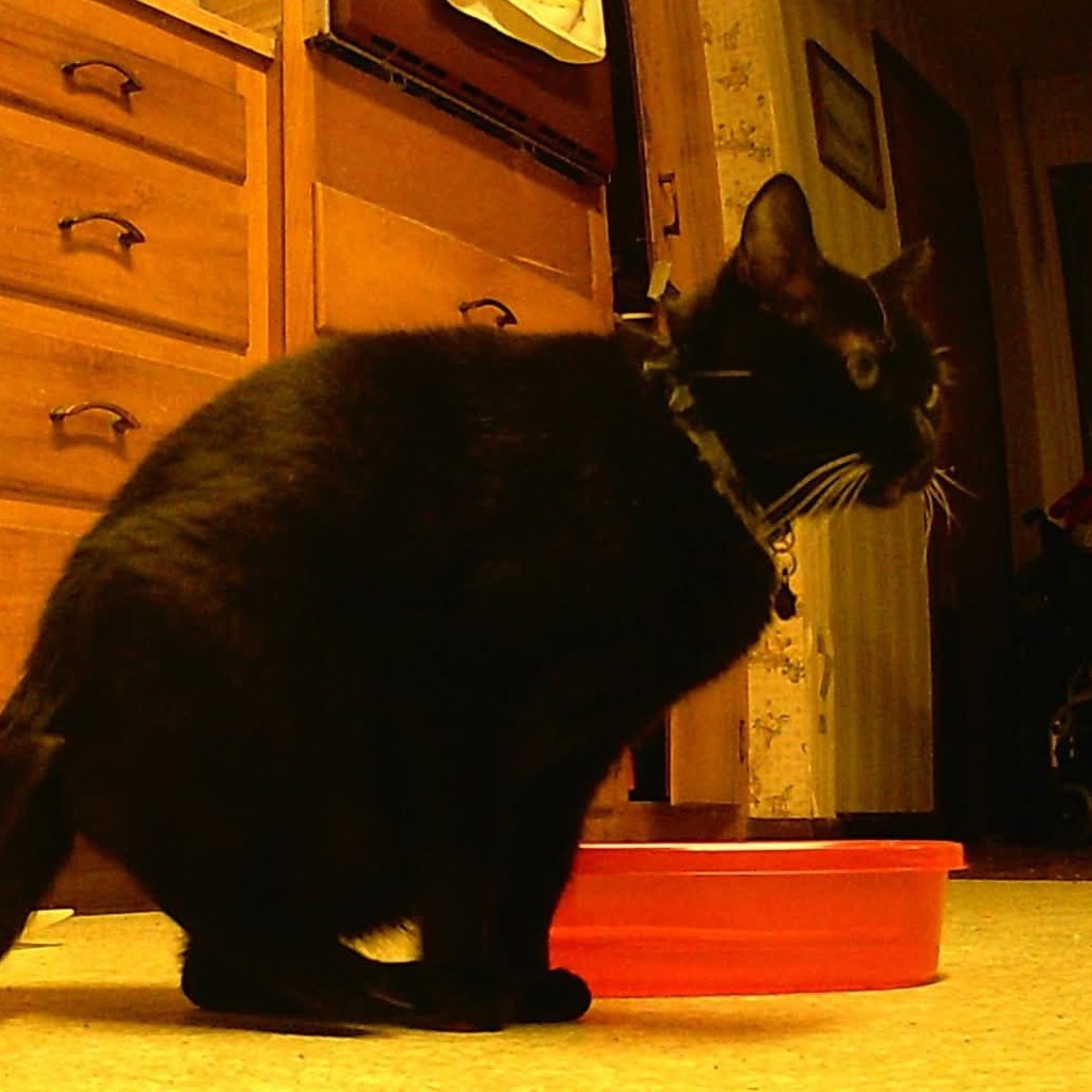 Enlarge Smokey Joe, a Adopted Domestic Short Hair in Hammond, LA image 2/2