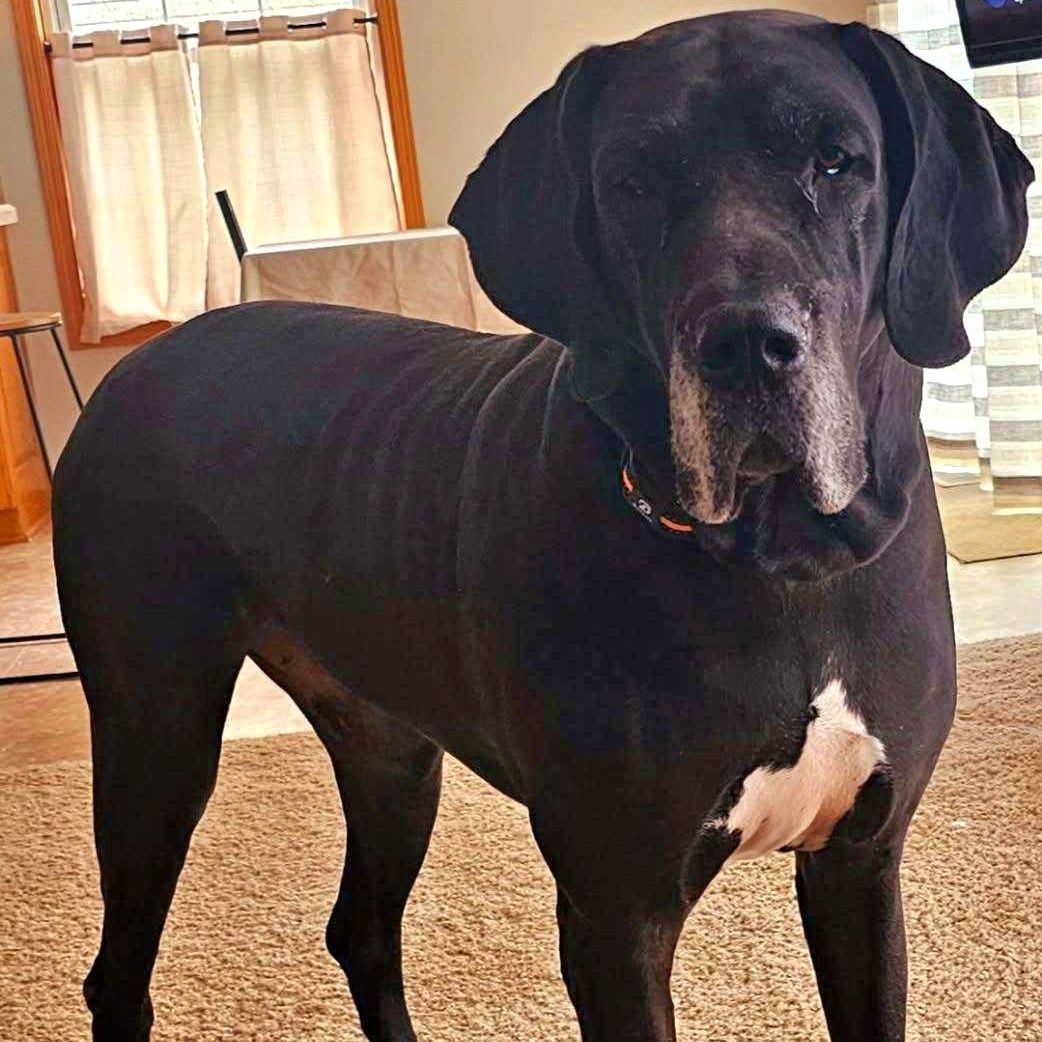 Duke ~ Courtesy listing by Animal House Rescue