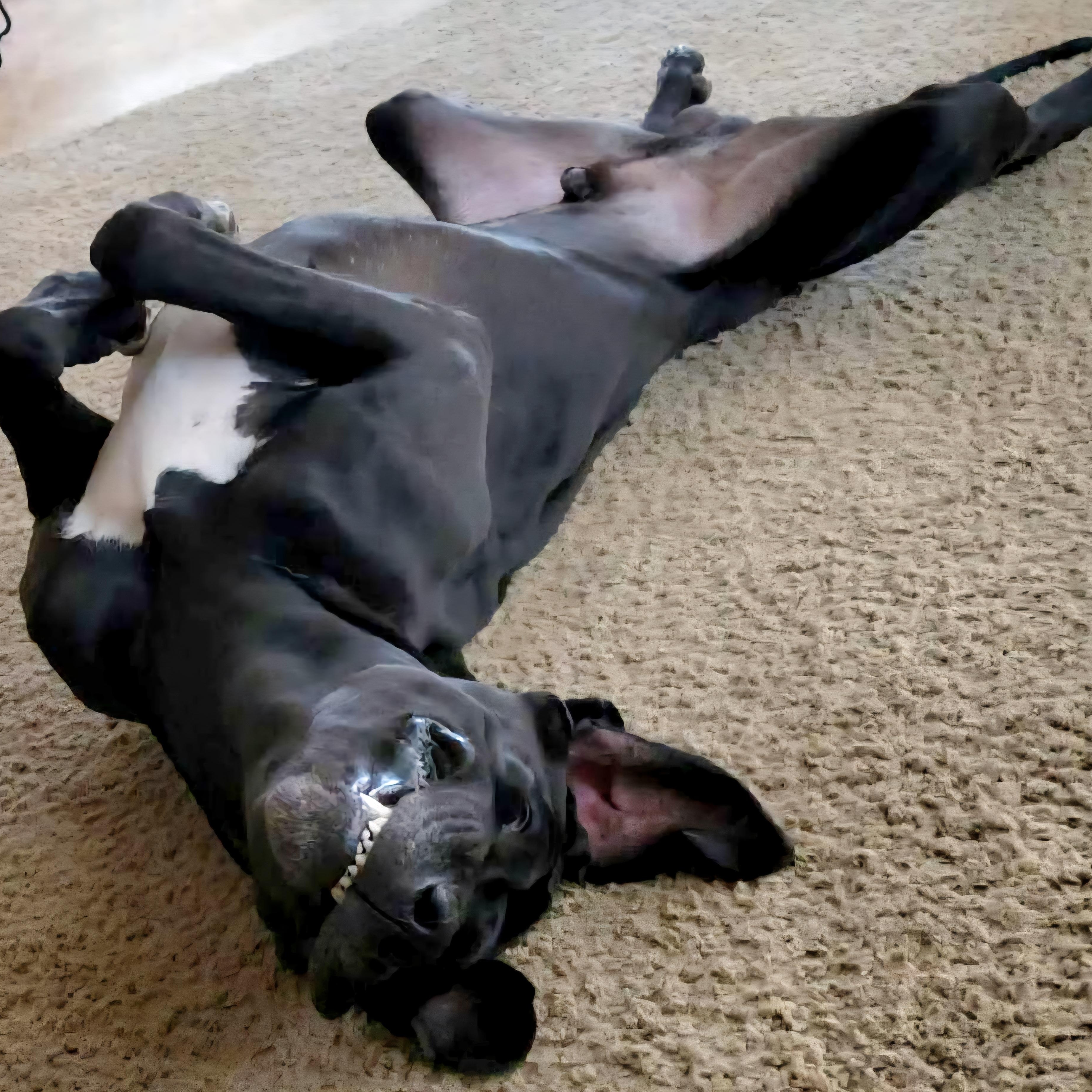 Duke ~ Courtesy listing by Animal House Rescue photo 2