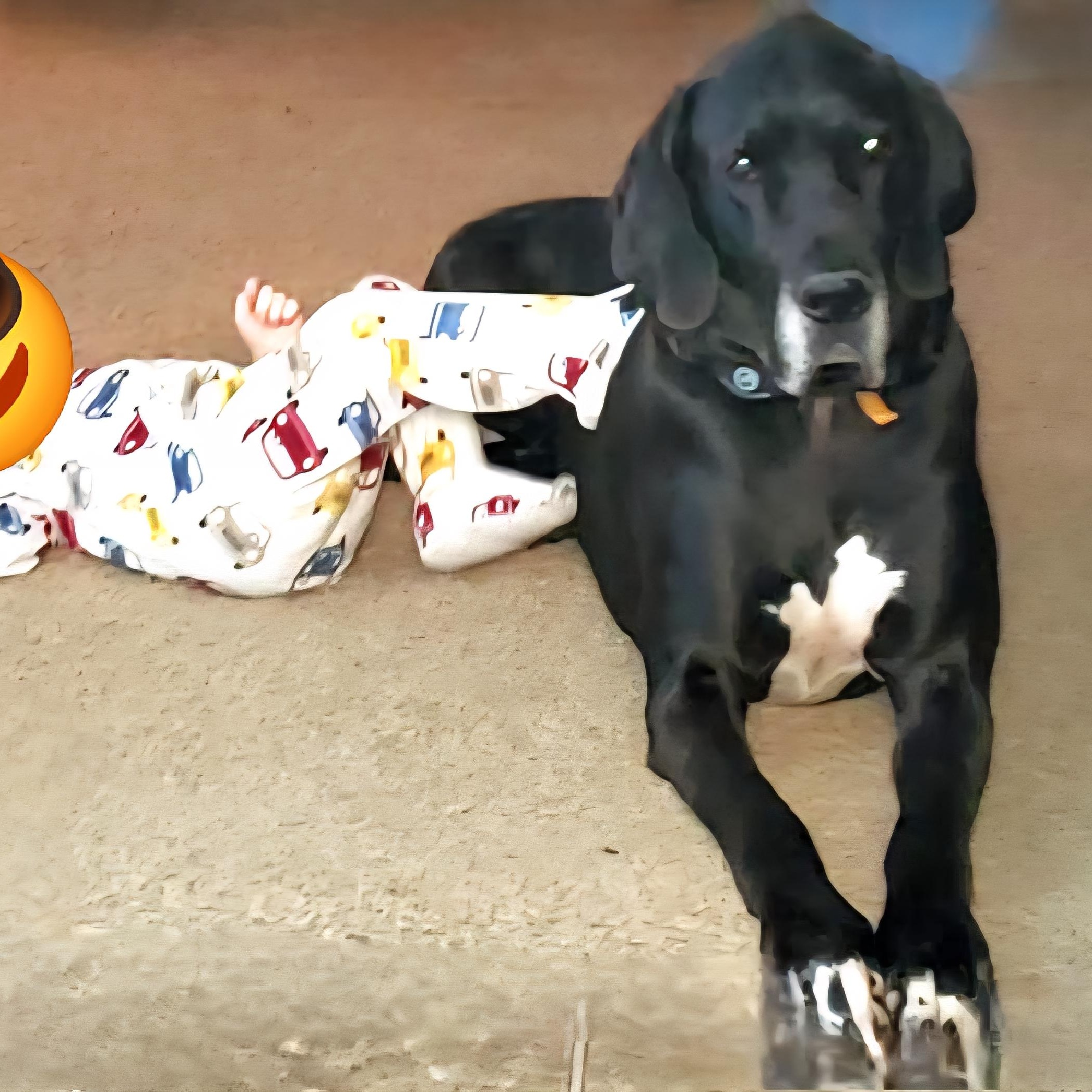 Duke ~ Courtesy listing by Animal House Rescue