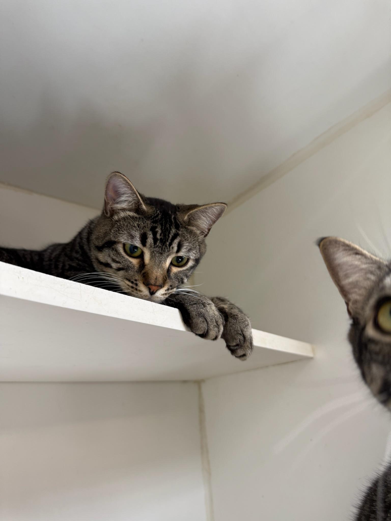 Mouse, a ADOPTABLE Domestic Short Hair in Kent, WA image 1/3