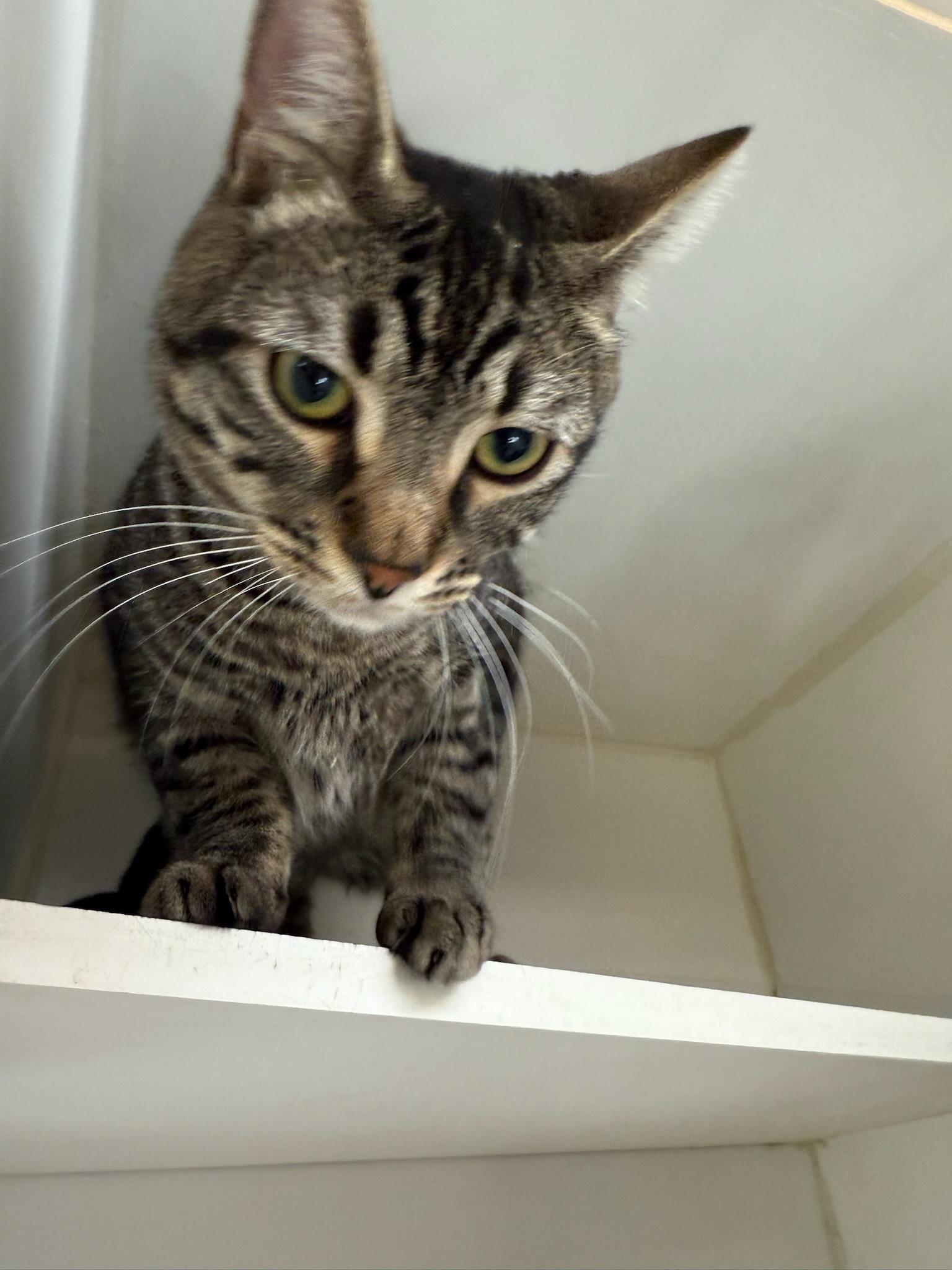Mouse, a ADOPTABLE Domestic Short Hair in Kent, WA image 2/3