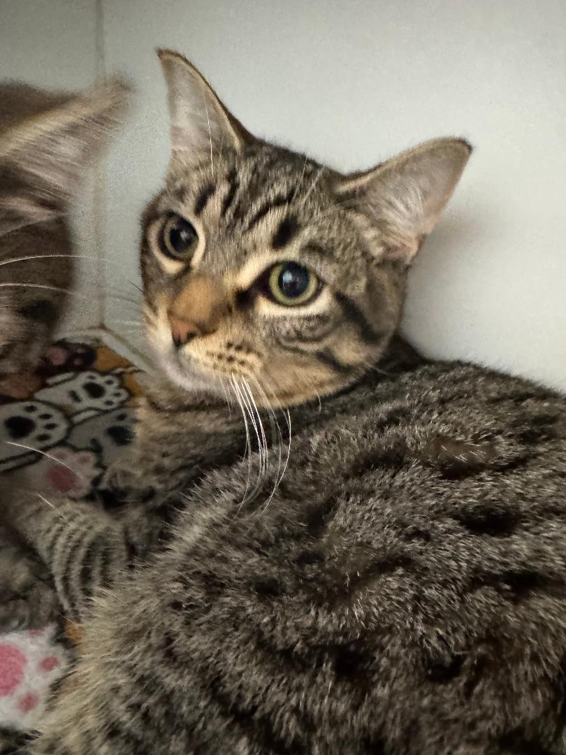 Mouse, ADOPTABLE, Young Male Domestic Short Hair.