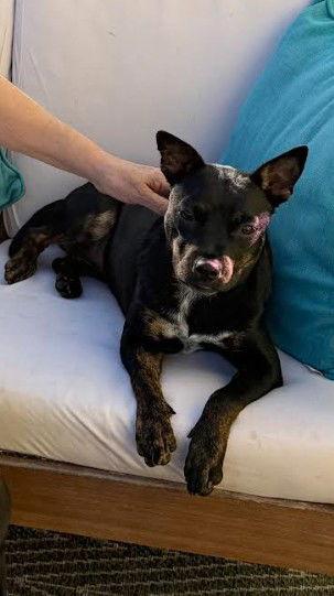 Pancake, a Adoptable Cattle Dog in San Diego, CA image 1/3