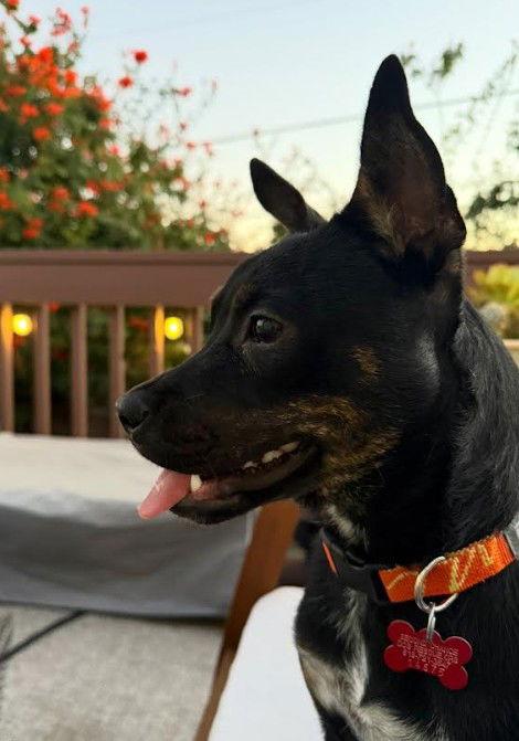 Pancake, a Adoptable Cattle Dog in San Diego, CA image 2/3
