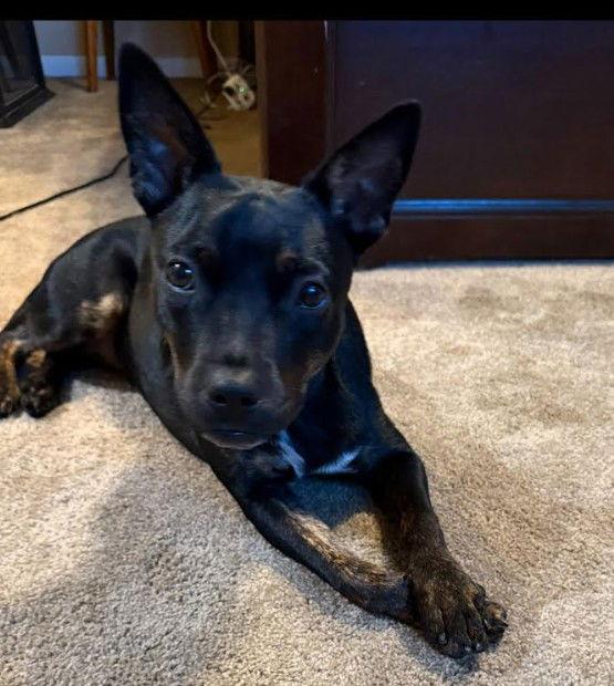 Pancake, a Adoptable Cattle Dog in San Diego, CA image 3/3